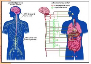 Neuropsychology - Nervous System